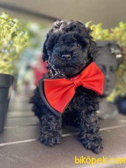 ÜST KALİTE POODLE BLACK YAVRUMUZ 1