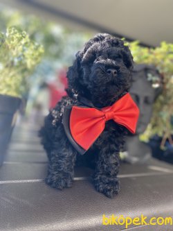 ÜST KALİTE POODLE BLACK YAVRUMUZ 3