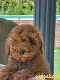 Üst Kalite Birinci Sınıf Red Toy Poodle Yavrulari 3