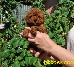 Üst Kalite Birinci Sınıf Red Toy Poodle Yavrulari 2