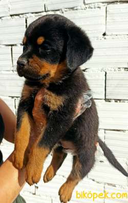 Üst Kalite Rottweiler Yavrular 3