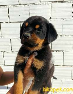 Üst Kalite Rottweiler Yavrular 1