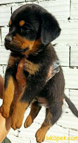 Üst Kalite Rottweiler Yavrular 2