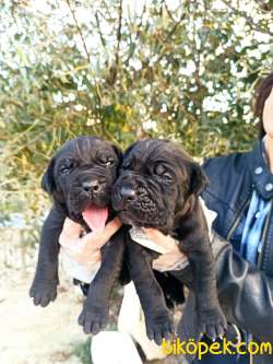 Üst Kalite Sağlık Garantili Cane Corso Yavrular 5