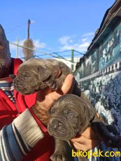 Üst Kalite Sağlık Garantili Cane Corso Yavrular 2
