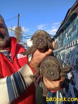 Üst Kalite Sağlık Garantili Cane Corso Yavrular 3