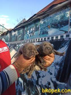 Üst Kalite Sağlık Garantili Cane Corso Yavrular 1
