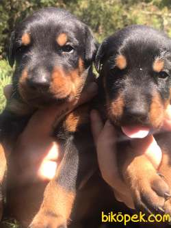 Üst Kalite Sağlık Garantili Doberman Yavrular 1