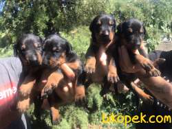 Üst Kalite Sağlık Garantili Doberman Yavrular 3