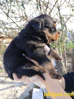 Üst Kalite Sağlık Garantili Rottweiler Yavrular 3