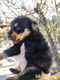 Üst Kalite Sağlık Garantili Rottweiler Yavrular 2