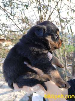 Üst Kalite Sağlık Garantili Rottweiler Yavrular 4