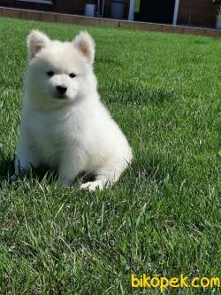 UST KALITE SAMOYED YAVRULARI 3