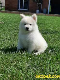 UST KALITE SAMOYED YAVRULARI 1