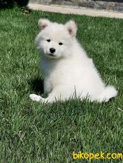 UST KALITE SAMOYED YAVRULARI 4