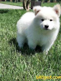 UST KALITE SAMOYED YAVRULARI 2