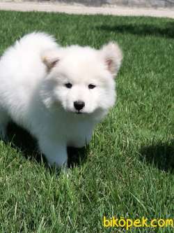 UST KALITE SAMOYED YAVRULARI 5