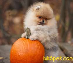 Üst Kalite Teddy Bear  Pomeranian Boo 4