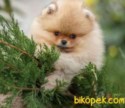 Üst Kalite Teddy Bear  Pomeranian Boo 3