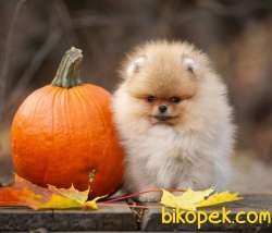 Üst Kalite Teddy Bear  Pomeranian Boo 1