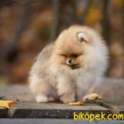Üst Kalite Teddy Bear  Pomeranian Boo 4