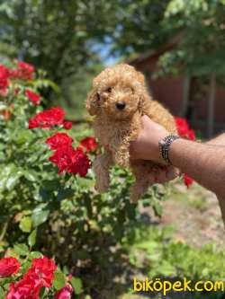 ÜST KALİTE TOY POODLE DİŞİMİZ 1