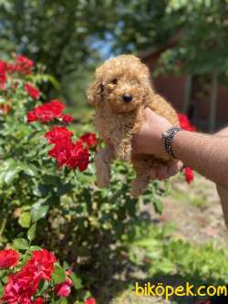ÜST KALİTE TOY POODLE DİŞİMİZ 3
