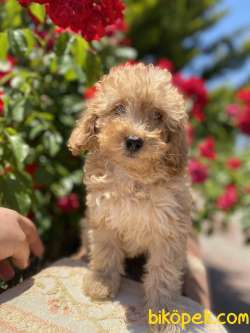 ÜST KALİTE TOY POODLE DİŞİMİZ 2