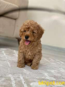 ÜST KALİTE TOY POODLE OĞLUMUZ 2