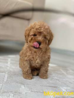 ÜST KALİTE TOY POODLE OĞLUMUZ 3