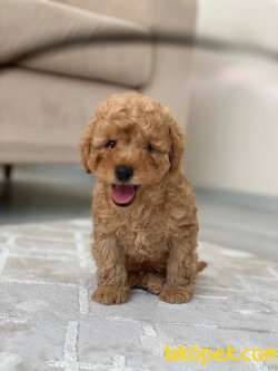 ÜST KALİTE TOY POODLE OĞLUMUZ 1