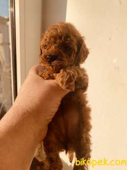 Ust Kalite TOY POODLE YAVRULARI 5