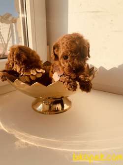 Ust Kalite TOY POODLE YAVRULARI 2