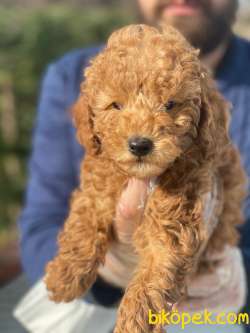 ÜST KALİTE TOY POODLE YAVRULARIMIZ 3