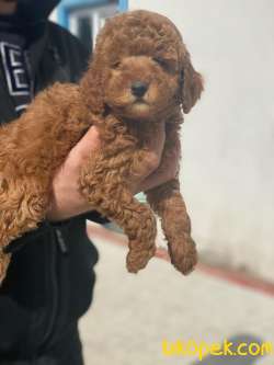 ÜST KALİTE TOY POODLE YAVRULARIMIZ 2