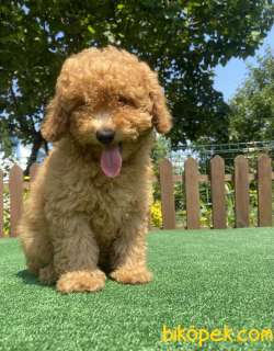 ÜST KALİTE TOY POODLE YAVRULARIMIZ 4