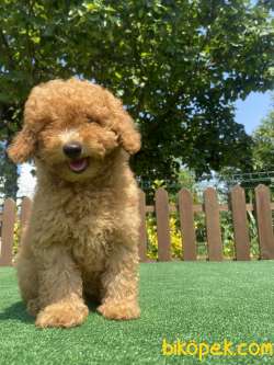 ÜST KALİTE TOY POODLE YAVRULARIMIZ 5