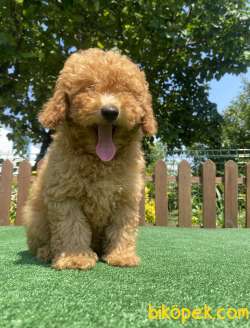 ÜST KALİTE TOY POODLE YAVRULARIMIZ 3