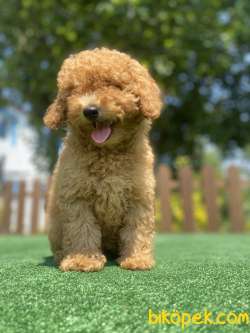 ÜST KALİTE TOY POODLE YAVRULARIMIZ 2
