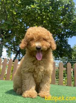 ÜST KALİTE TOY POODLE YAVRULARIMIZ 1