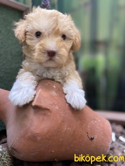 ÜST KALİTE VETERİNER KONTROLÜNDE MALTİPOO YAVRULARIMIZ 1