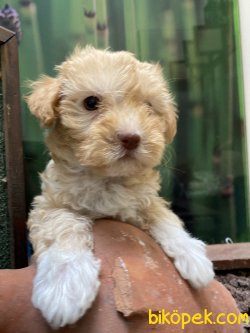 ÜST KALİTE VETERİNER KONTROLÜNDE MALTİPOO YAVRULARIMIZ 2