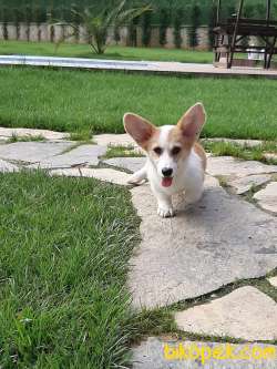 ÜST KALİTE WELSH CORGI YAVRULARI 2