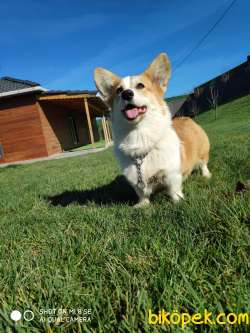 ÜST KALİTE WELSH CORGI YAVRULARI 4