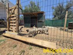 ÜSTDÜZEY VASIFLI KANGAL YAVRULARI İZMİR 5