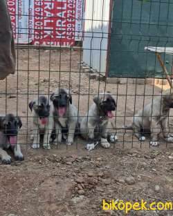 ÜSTDÜZEY VASIFLI KANGAL YAVRULARI İZMİR 4