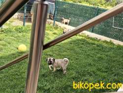 ÜSTDÜZEY VASIFLI KANGAL YAVRULARI İZMİR 1