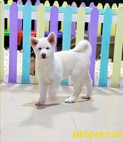 Üstün Kalite Orjinal Akita Yavruları 1