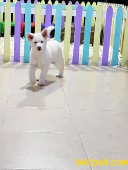 Üstün Kalite Orjinal Akita Yavruları 5