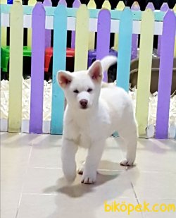 Üstün Kalite Orjinal Akita Yavruları 4
